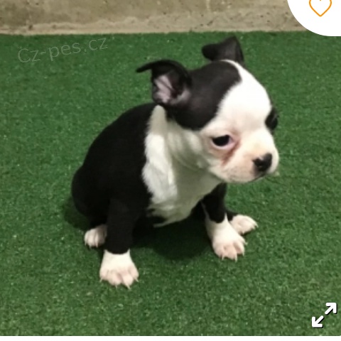 kr�sn� �t�n� bostonsk�ho teri�ra k adopci