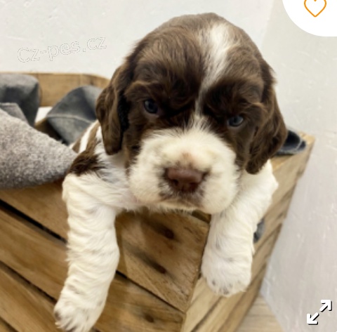 kr�sn� anglick� springer k adopci