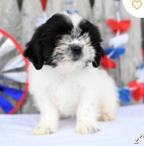 kr�sn� �t�n� shih tzu k adopci