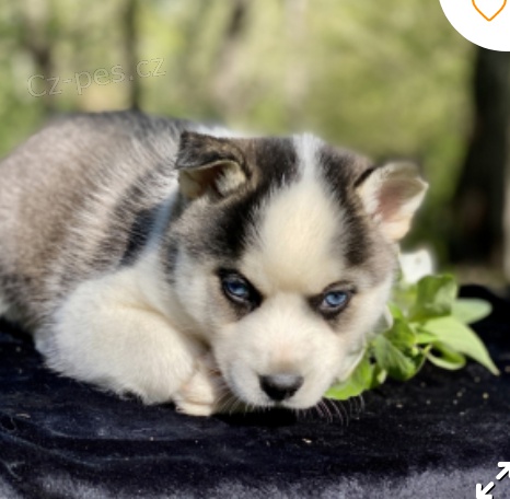 kr�sn� promsky �t�n� k adopci