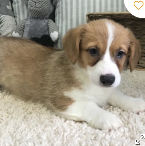 kr�sn� pembroke welsh corgi �t�n� k adopci