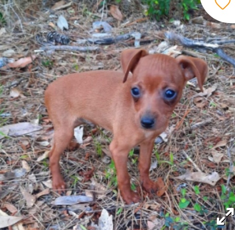 kr�sn� miniaturn� �t�n� pin�e k adopci