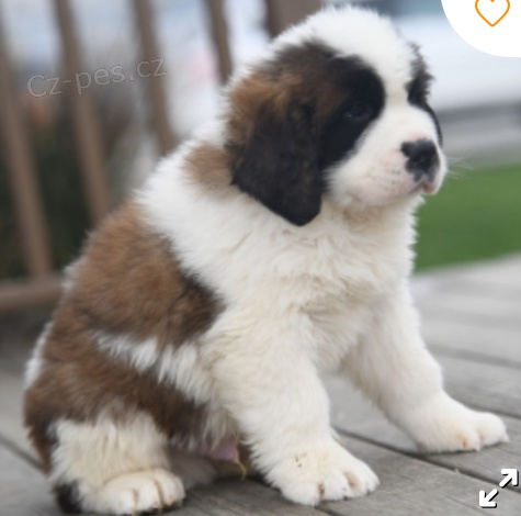 kr�sn� �t�n� svat�ho Benarda k adopci