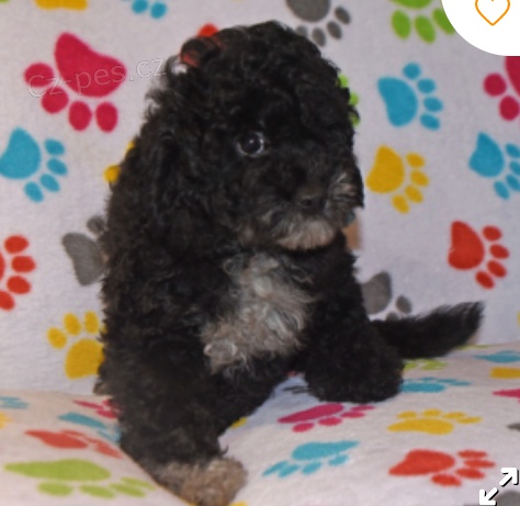 kr�sn� cody cavapoo �t�n� k adopci