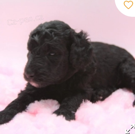 kr�sn� �t�n� pudla k adopci