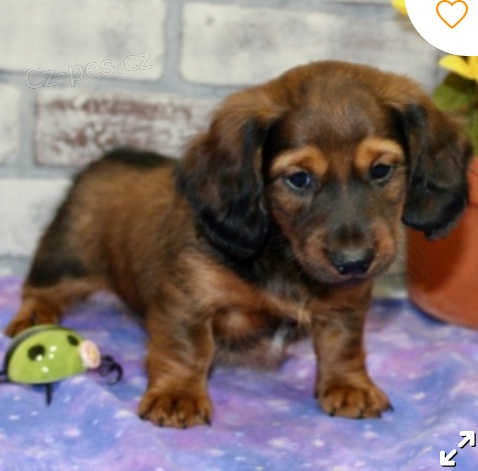 kr�sn� jezev��k k adopci