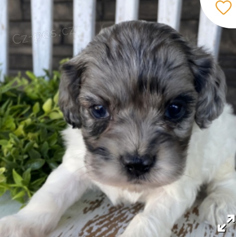 kr�sn� �t�n� cockapoo k adopci