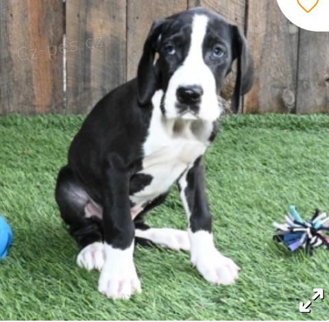 kr�sn� �t�n� doga k adopci