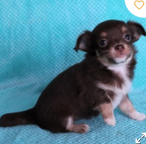 kr�sn� �ivava �t�n� pro adopton