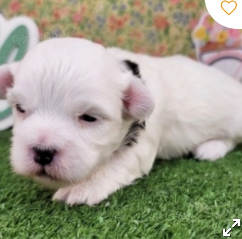 kr�sn� havansk� �t�n� k adopci