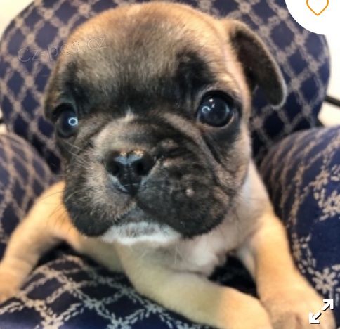 kr�sn� �t�n� buldo�ka freench k adopci