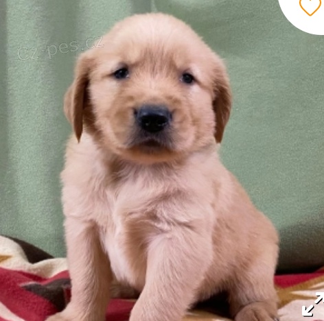 kr�sn� �t�n� zlat�ho retr�vra k adopci