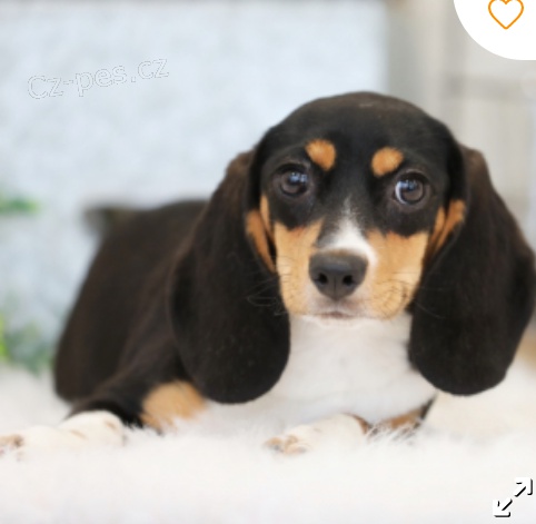 kr�sn� �t�n� beagle k adopci