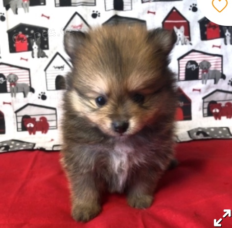 kr�sn� �t�n� kyle pomeranain k adopci