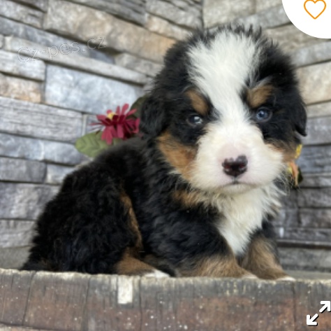 kr�sn� bernsk� sala�nick� �t�n� k adopci