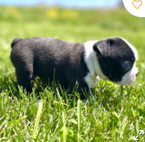 kr�sn� �t�n� bostonsk�ho teri�ra k adopci