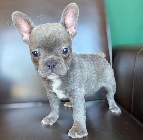 Francouzsk� buldo�ek �t��ata.