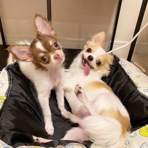 �t��ata �ivavy .