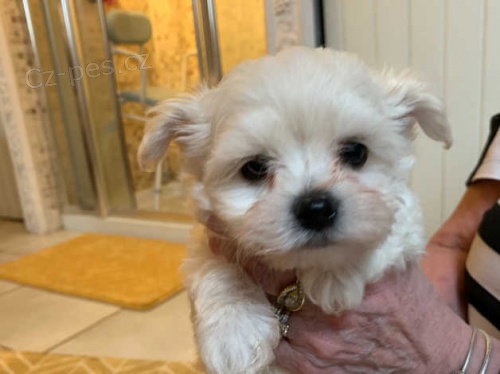 Kr�sn� maltsk� �t��ata