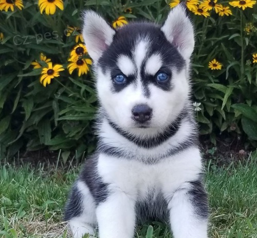 kr�sn� modr� o�i sibi�sk� husky �t��ata