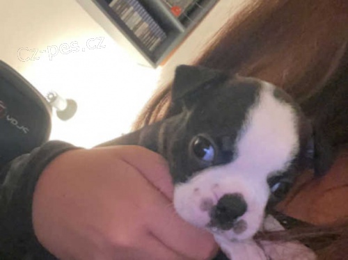 Aktivn� �t��ata boston teri�ra