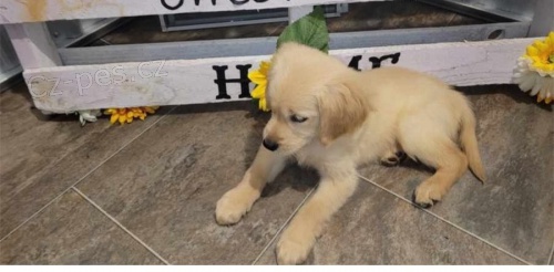 Roztomil� zlat� retr�vr �t��ata