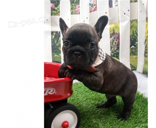 Rozko�n� �t��ata francouzsk�ho buldo�ka