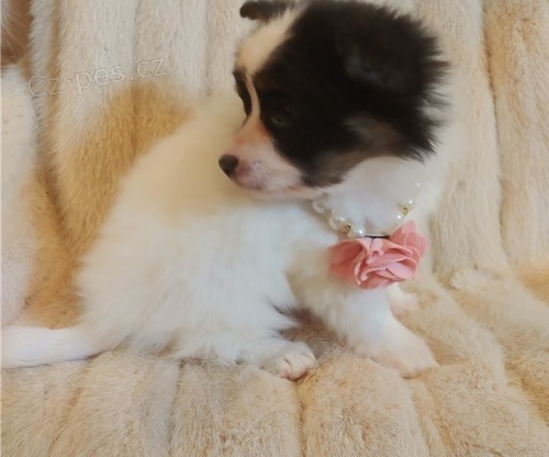 �t��ata papillon