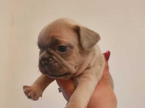 Francouzsk� buldo�ek �t��ata kc registrov�na