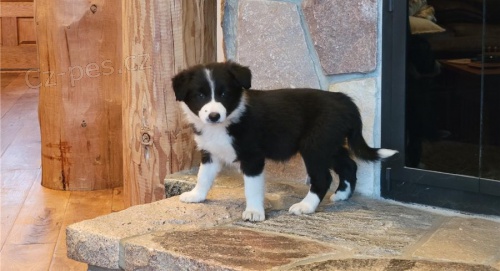 �t���tka border kolie