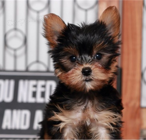 2 kr�sn� �t��ata Yorkie