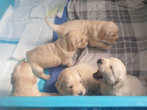 Zlat� retr�vr �t��ata