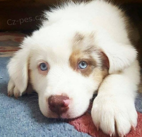 lovel shiba inu �t�n� k adopci, jsou zdrav�, zkontrolovan� veterin��em, o�kov�ni, p��tel�t� k domu a mikro�ipov�ni. kontaktujte n�s prost�ednictv�m jamescarry921@gmail.com