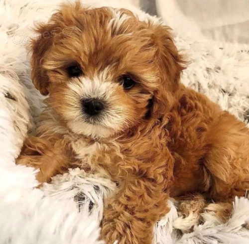 kr�sn� �t���tko cavapoo k adopci, jsou zdrav�, zkontrolovan� veterin��em, o�kov�ni, p��tel�t� k domu a mikro�ipov�ni. kontaktujte n�s prost�ednictv�m jamescarry921@gmail.com