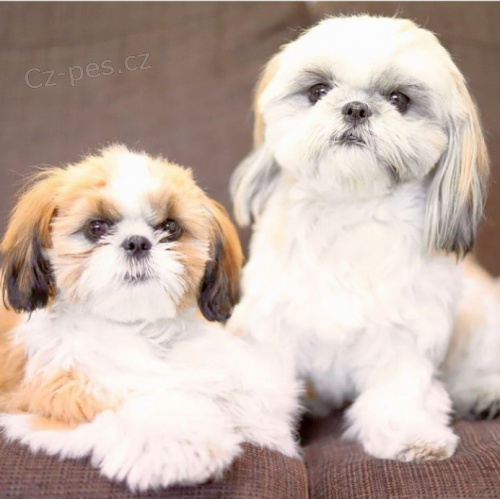 kr�sn� �t�n� shih tzu k adopci, jsou zdrav�, zkontrolovan� veterin��em, o�kov�ni, p��tel�t� k domu a mikro�ipov�ni. kontaktujte n�s prost�ednictv�m jamescarry921@gmail.com
