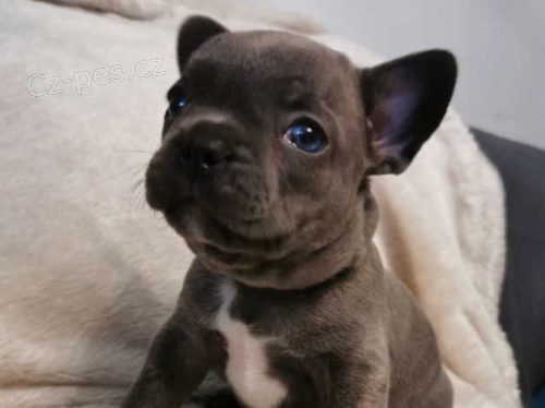 --francouzsk� buldok �t��ata--