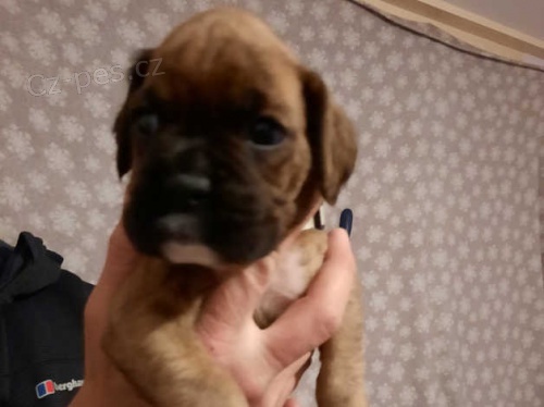 Roztomil� boxer �t��ata