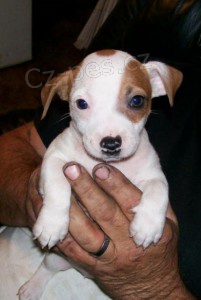 Kr�sn� �t���tka Jack Russell teri�ra na prodej
