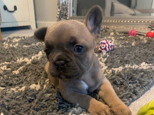 francouzsk� buldok �t��ata