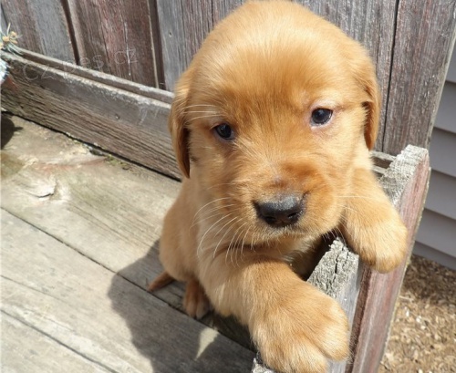 Zlat� retr�vr chlapec / d�vka ode�el