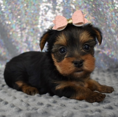 Rozko�n� a kr�sn� �t���tka miniaturn�ho yorkshire teri�ra na prodej.