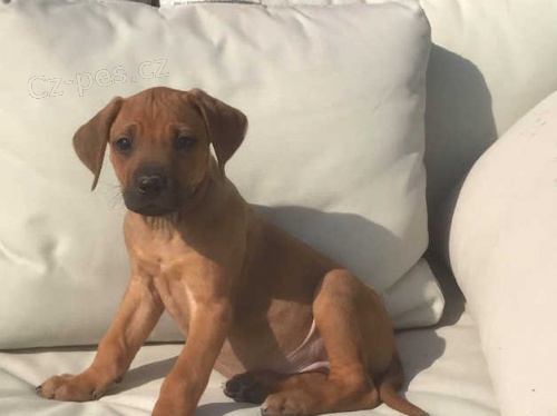Rhodesian ridgeback �t��ata