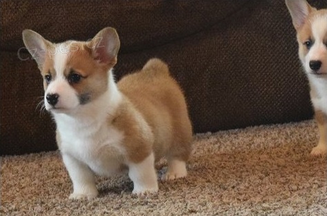 Pembroke welsh corgi �t��ata