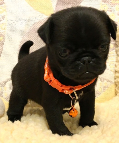 �ern� kr�sn� mops �t��ata k adopci.