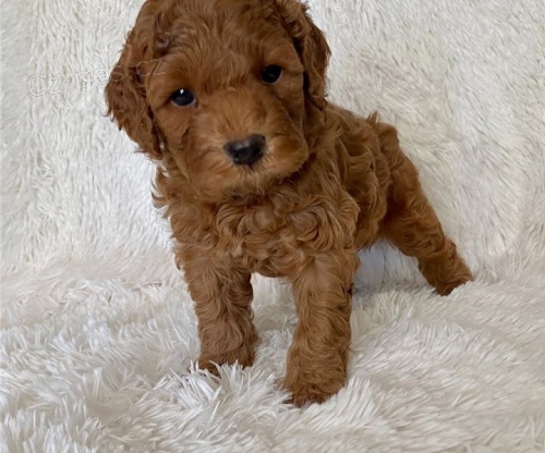 kr�sn� �t��ata pudla