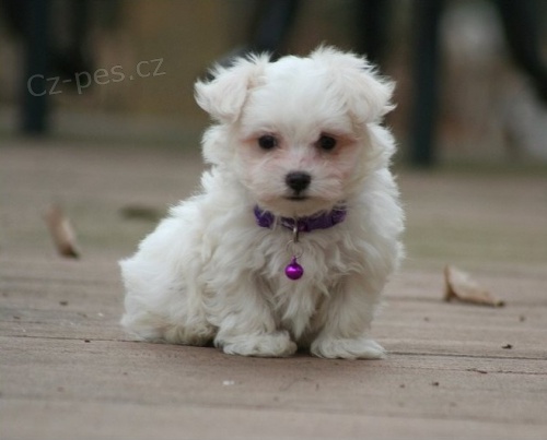 Maltsk� �t���tka