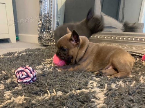 Francouzsk� buldo�ek �t��ata