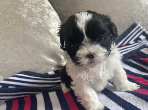 Rozko�n� �t��ata shih tzu
