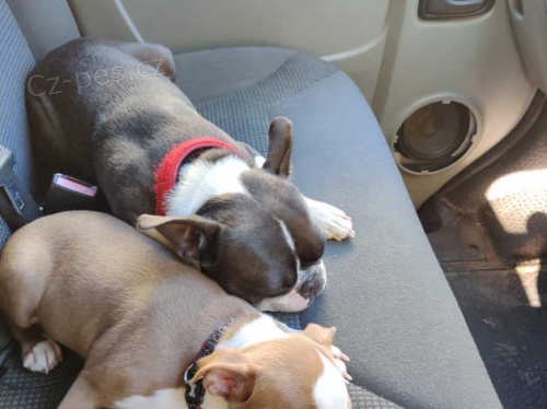 �T���TKA BOSTON TERI�R K DISPOZICI