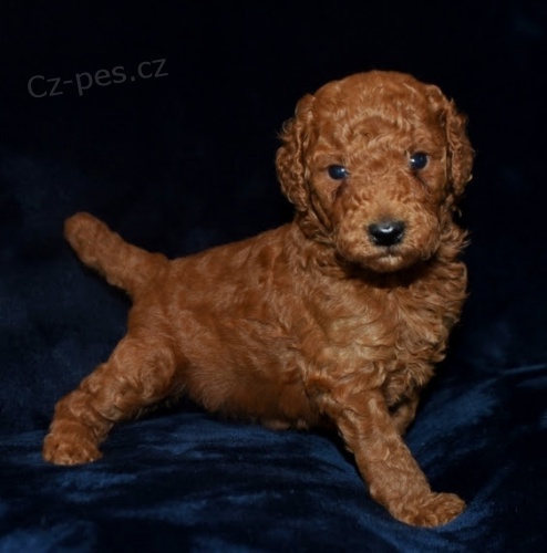 pudl� �t��ata na prodej.